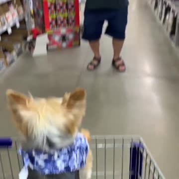 I don't want a small dog he said...