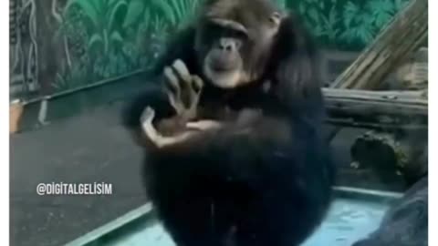 New funny video girls vs monkey 😁🤣🤣🤣🤣🤣