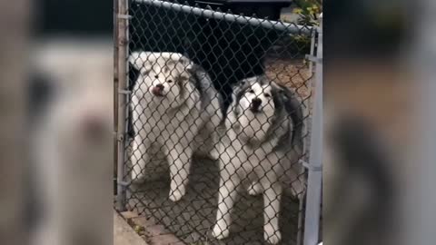 Lovely dogs make people happy