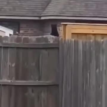 Kittens & Pups-Cutest 2021-Hilariously Cute 1