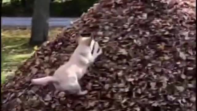 Latest version of the year|Cute funny dog and fox|Interesting pet dogs and cats