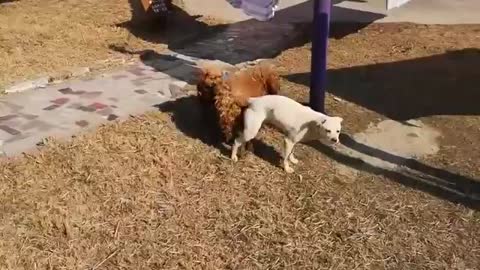 Dogs penis gets stuck and twisted