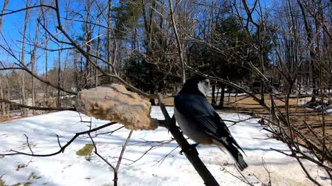 Nuthatch