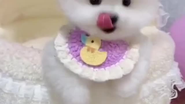 Cute dog