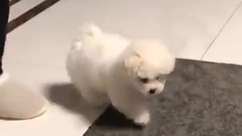 Best funny Cats and Dogs