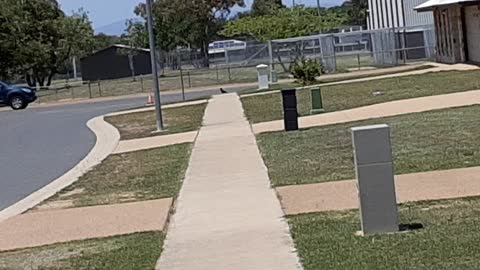 aussie crow flying away