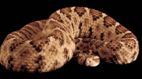 Video of rattlesnake #1