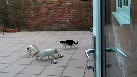 My Cats Vs Intruder Cats