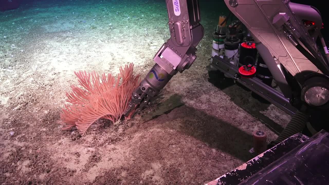 The Great Australian Deep-Sea Coral + Canyon Adventure - Wrap-Up Video - FK200126