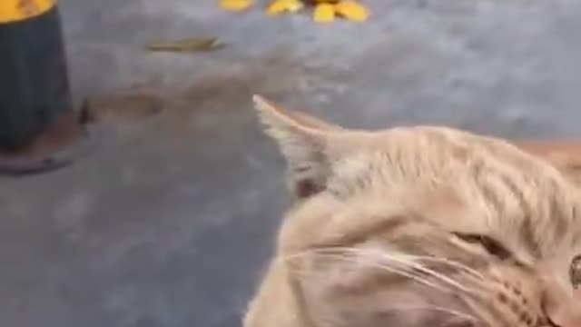 Eating cat video