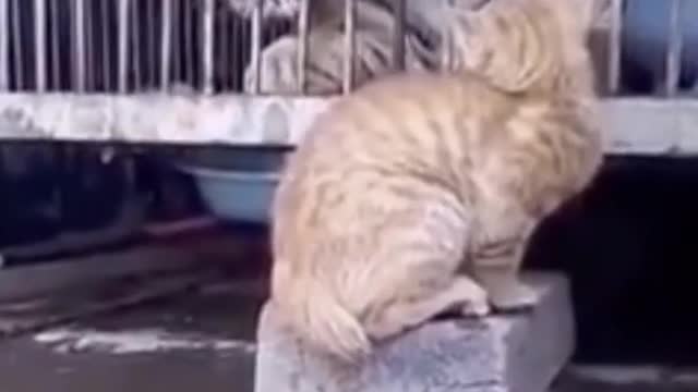 Who is the boldest cat here 🤔🤔