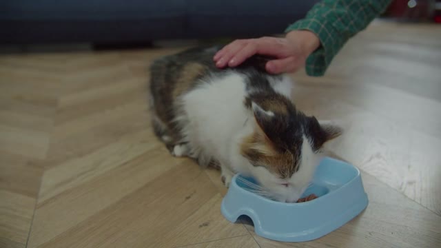 Close-up caring female pet owner gently petting adorable fluffy one eyed domestic male cat