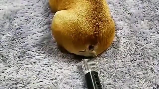 Very interesting pet dogs, every day is happy with them
