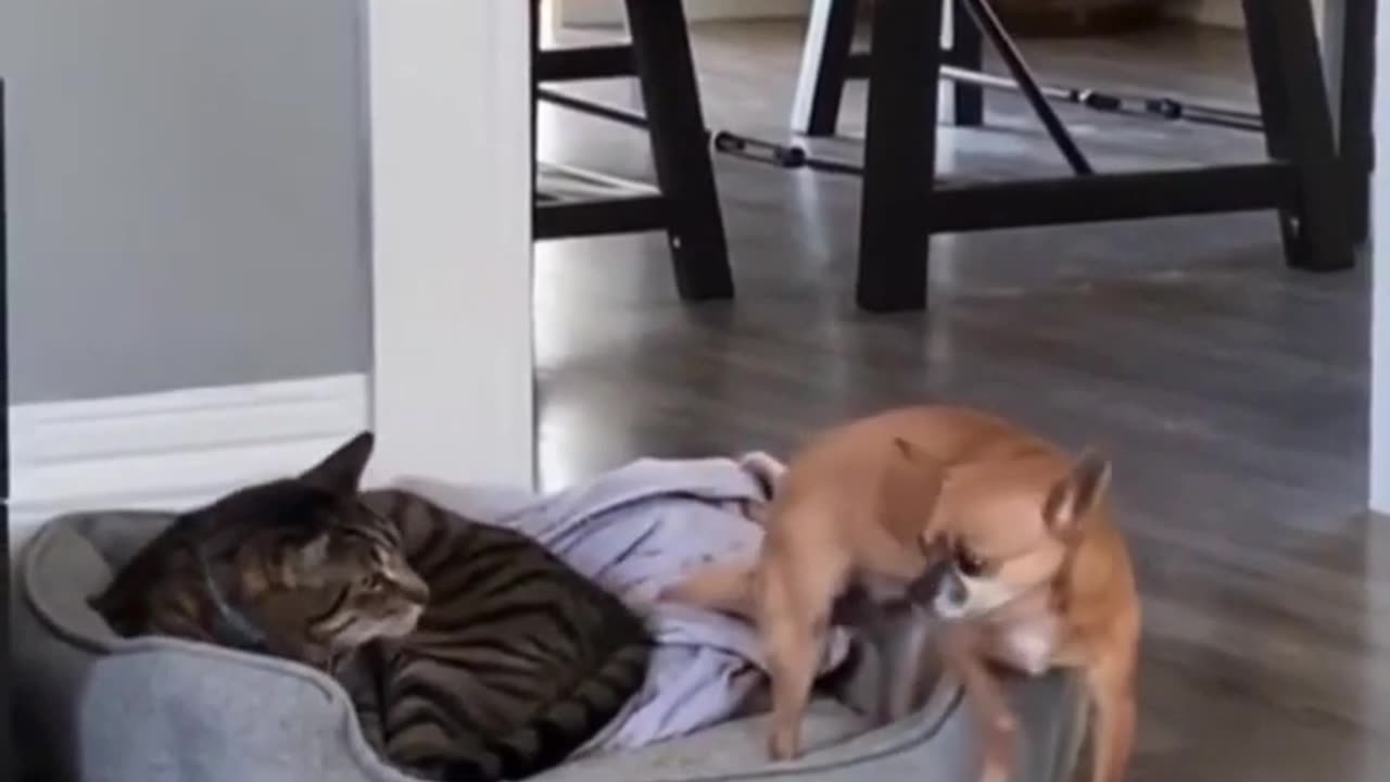 #funny video #entertaining videos #comedy video