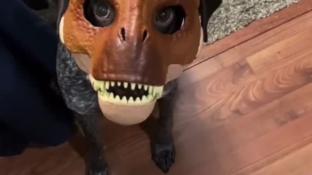 A Pointer Breed In His True Form