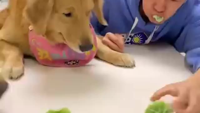 Smart animal, funny animals, animal, smart dog, funny dog, animal tiktok China