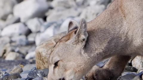 PUMAS - Guinness world record holders