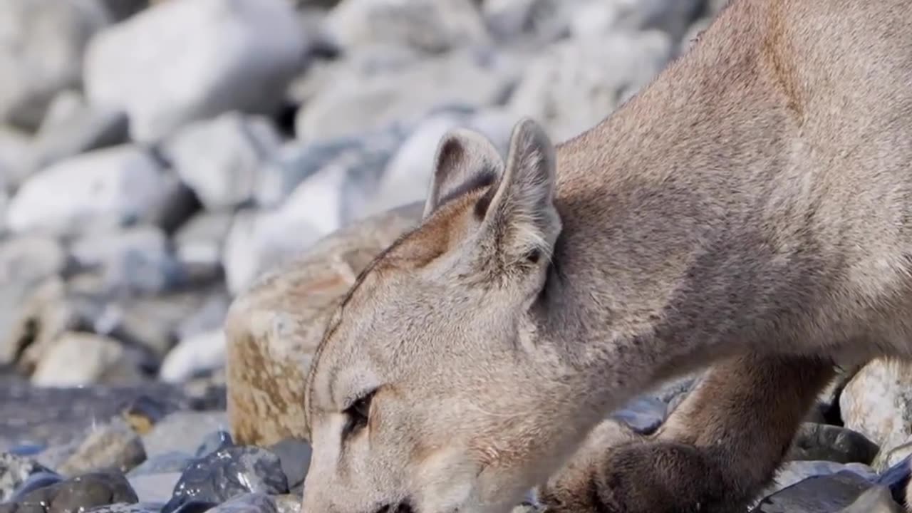 PUMAS - Guinness world record holders