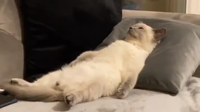 funny cat videos