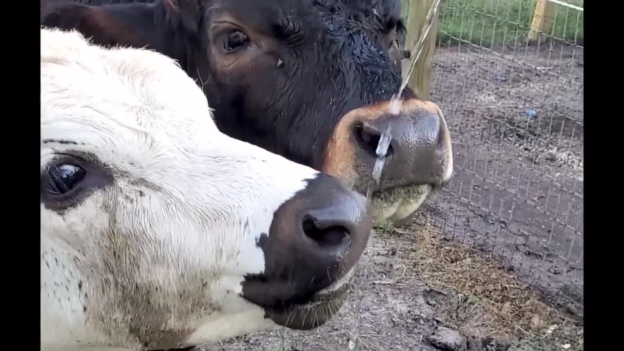 Mi vaca tomando agua