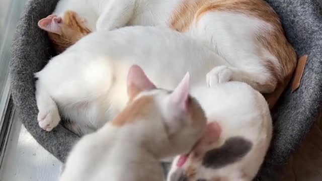 Two little kittens
