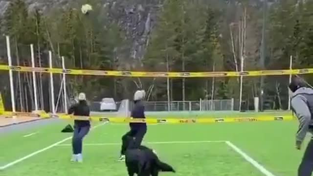 Cute 😍 Dog plays volleyball