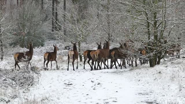 Deers running in the wild