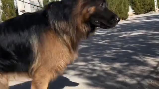 German shepherd attack