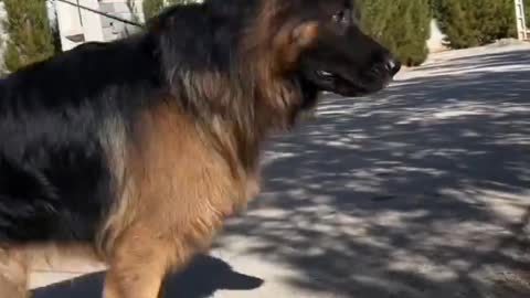 German shepherd attack