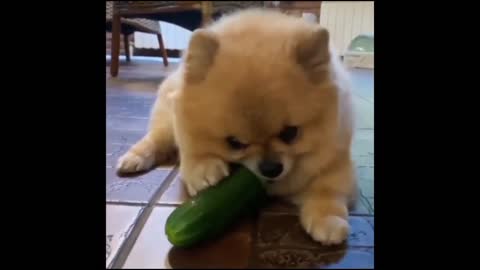 Cute Dog try to diet 🥦