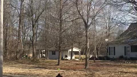 Black lab loving the sunshine on a winter day