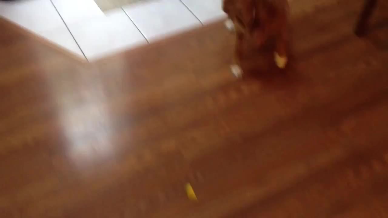 Curious Dog Is Completely Mind-Blown By A Lemon Slice