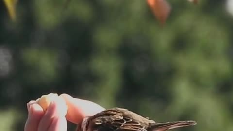 Best of the funny Cute Birds #06