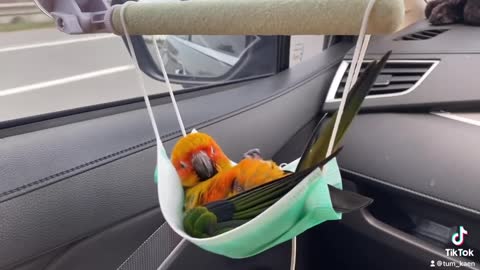 Cute bird baby playing ❣️❣️