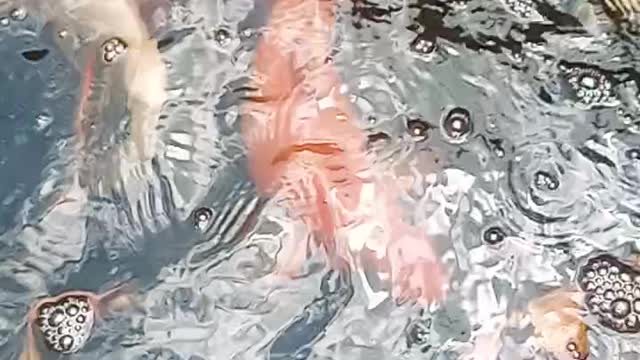 Happy Koi Keeping