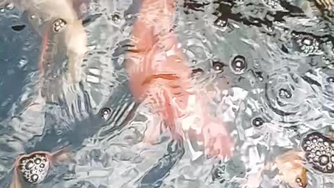 Happy Koi Keeping