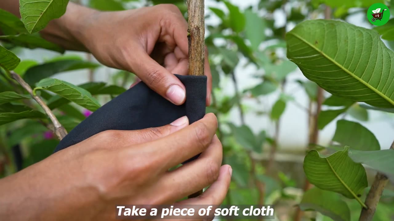 🌿Ready to grow your own guava tree at home, Easy method of propagate guava tree using just cloth