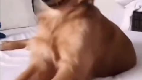 Funny pet #dog #petlover #funnyvideos #funny #pet #petsoftiktok #wtf #wee