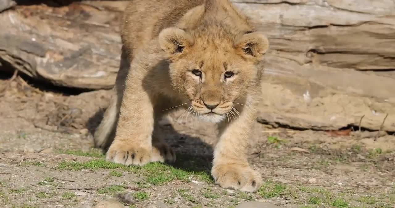 Lion Cub Trying To Hunt Down A Prey