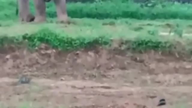 A man lived his life to show more distance while seeing elephants