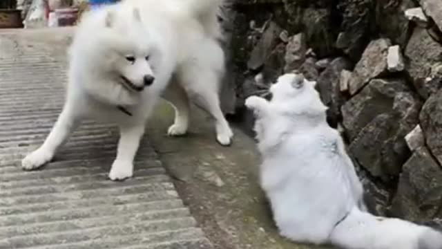 Cute Cat and Dog Fight Funny Videos