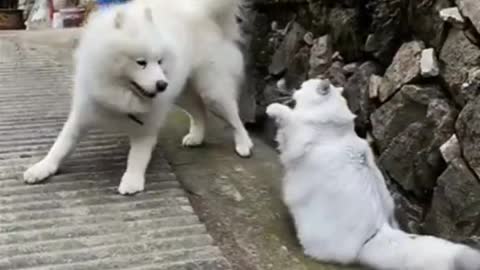 Cute Cat and Dog Fight Funny Videos