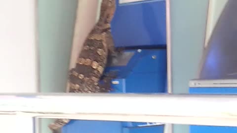 Lizard Tries to Break into Bank