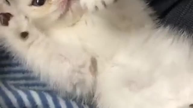 A nice cat playing with the owner 👌