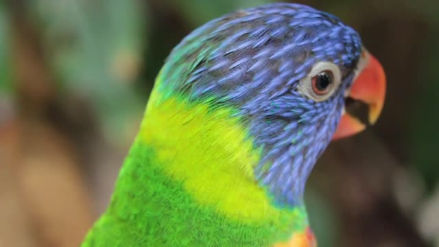 fontastic Rainbow Lorikeet