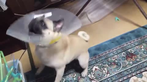 Amazing dog barking compilation 2022 ♥ Dog barking sound