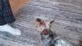 Adventures of our pigdog