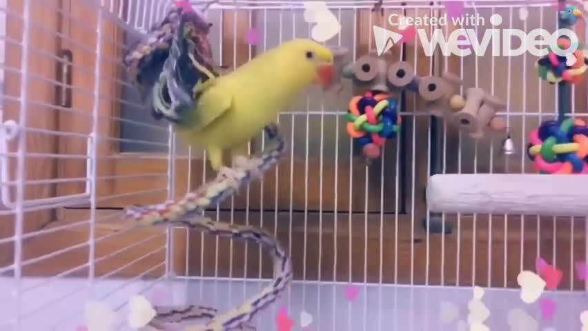 Parrots funny moments birds