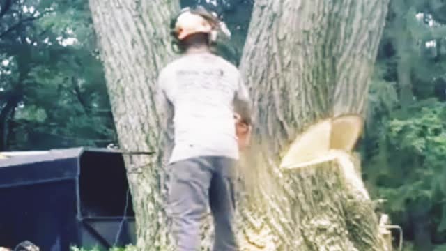 Tree cutting process amazing #viral#treevideo