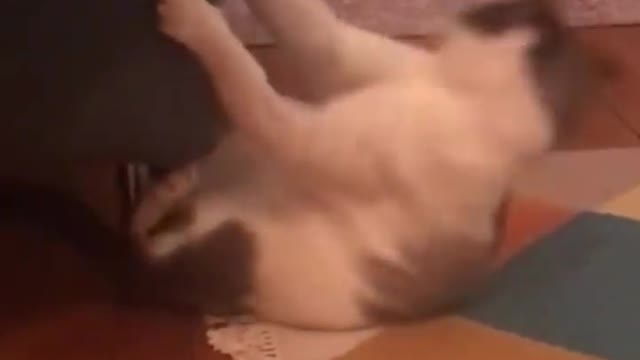 HILARIOUS CAT dancing on Music😹😻